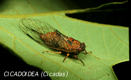 cicada